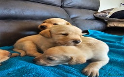Labrador Retriever dogs for sale: Kc Registered Labrador Puppies  - Image 2