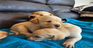 Labrador Retriever dogs - Advert 1