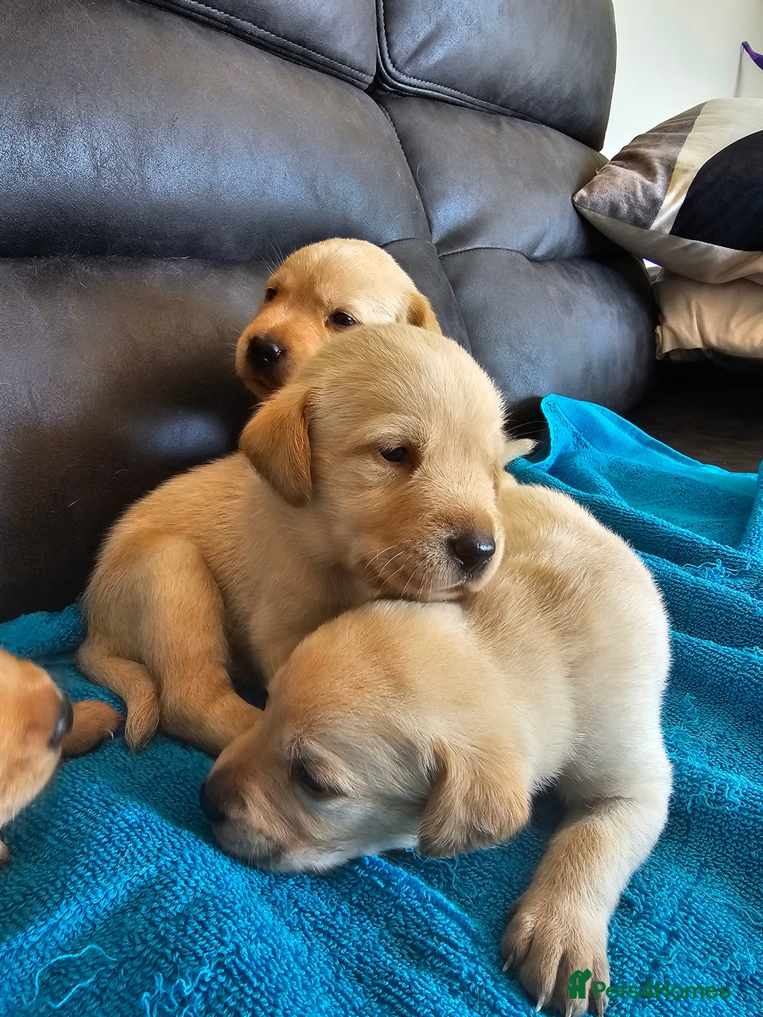 Labrador Retriever dogs for sale: Kc Registered Labrador Puppies  - Image 2
