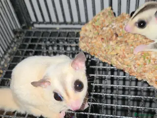 Sugar Glider rodents Sugar Gliders - Advert 1