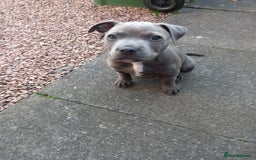 Staffordshire Bull Terrier dogs for sale: Staffy pup - Image 6