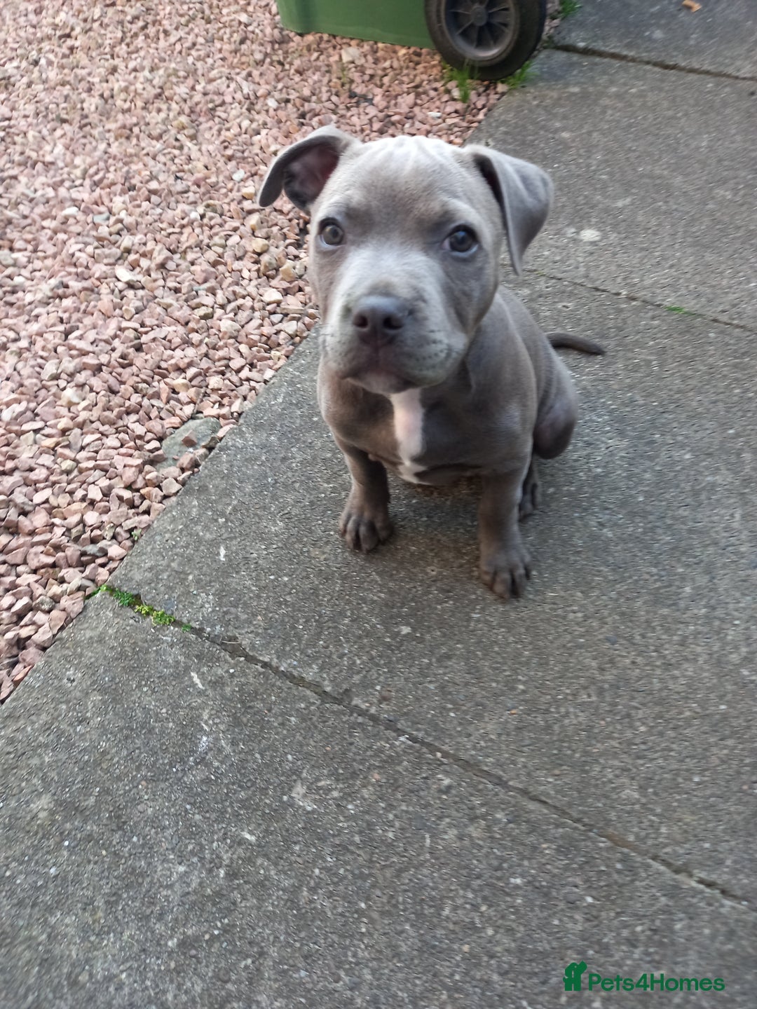 Staffordshire Bull Terrier dogs for sale: Staffy pup - Image 6
