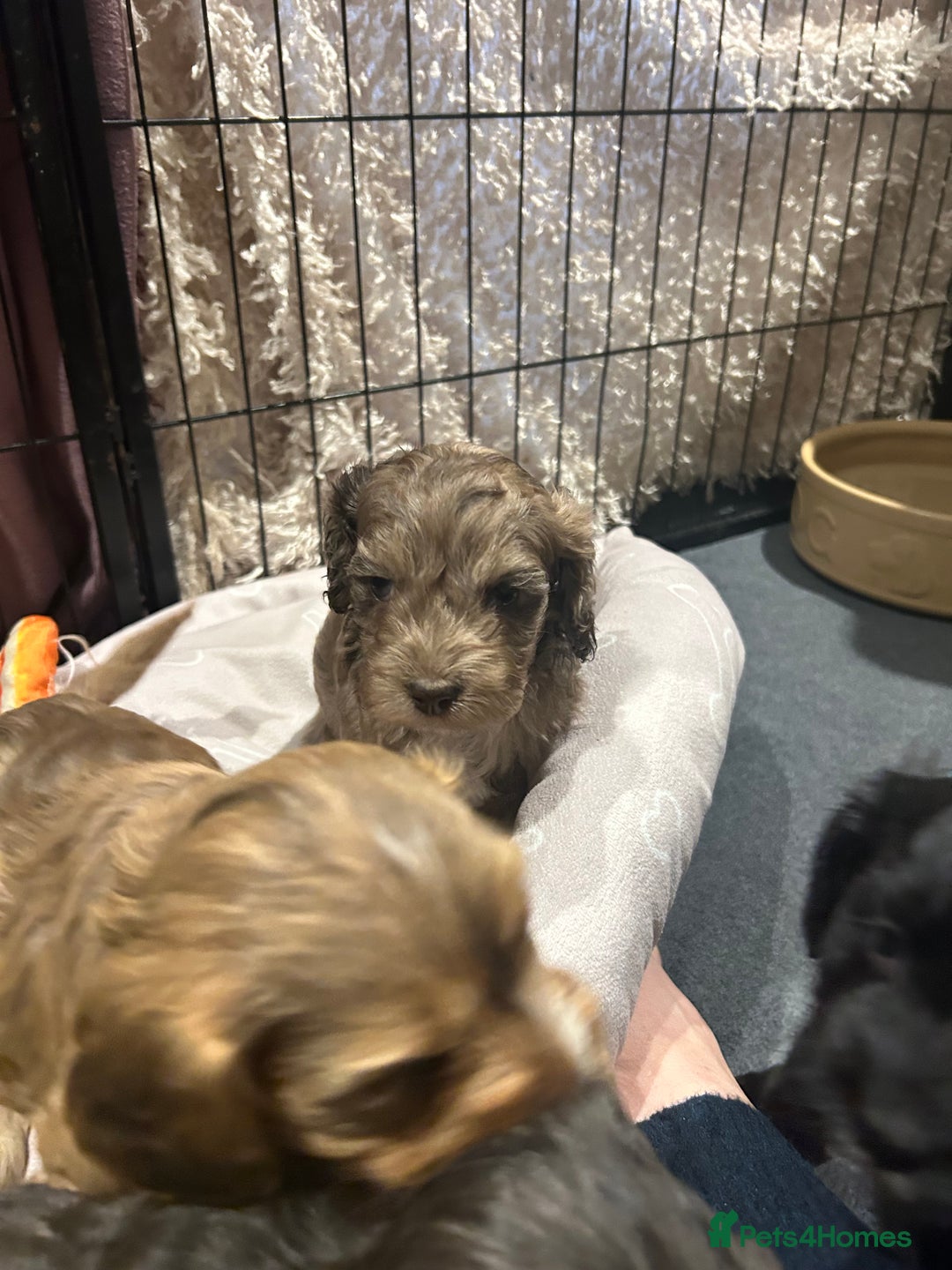 Cockapoo dogs for sale: Cockapoo puppies  - Advert 24