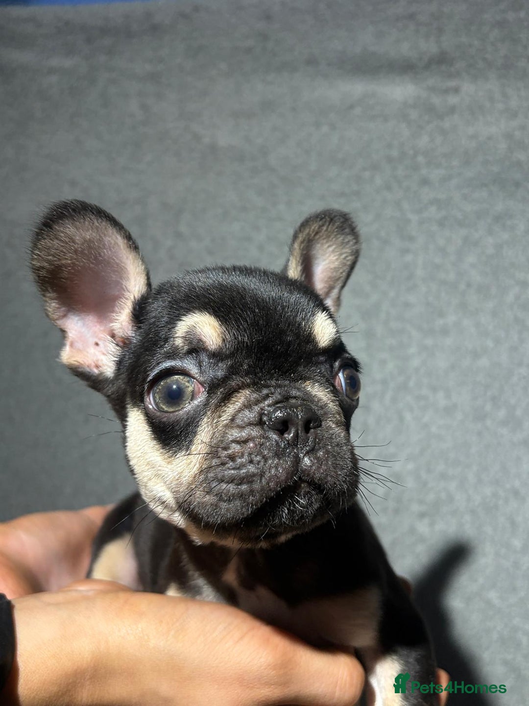 French Bulldog dogs for sale: Beautiful French bulldog puppies  - Advert 12