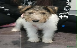 Fox Terrier dogs for sale: KC Reg Wire Fox Terrier Puppies READY NOW - Image 38