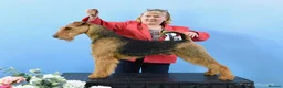 Airedale Terrier dogs for stud: Airedale Terrier Champion Stud Dog - Advert 4