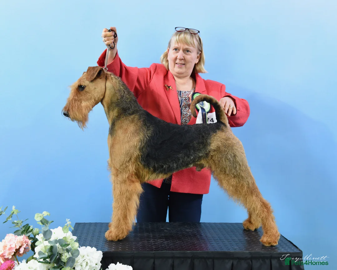 Airedale Terrier dogs for stud: Airedale Terrier Champion Stud Dog - Advert 4