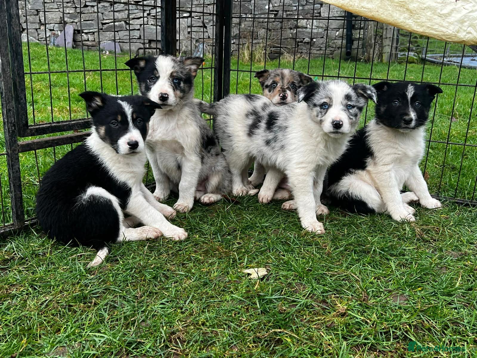 Border Collie dogs 5 Beautiful Blue Merle Border Collie Puppies - Advert 17