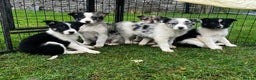 Border Collie dogs for sale: 5 Beautiful Blue Merle Border Collie Puppies - Advert 1
