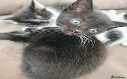Mixed Breed cats for sale: 8 weeks old Kitten, Female - Image 15