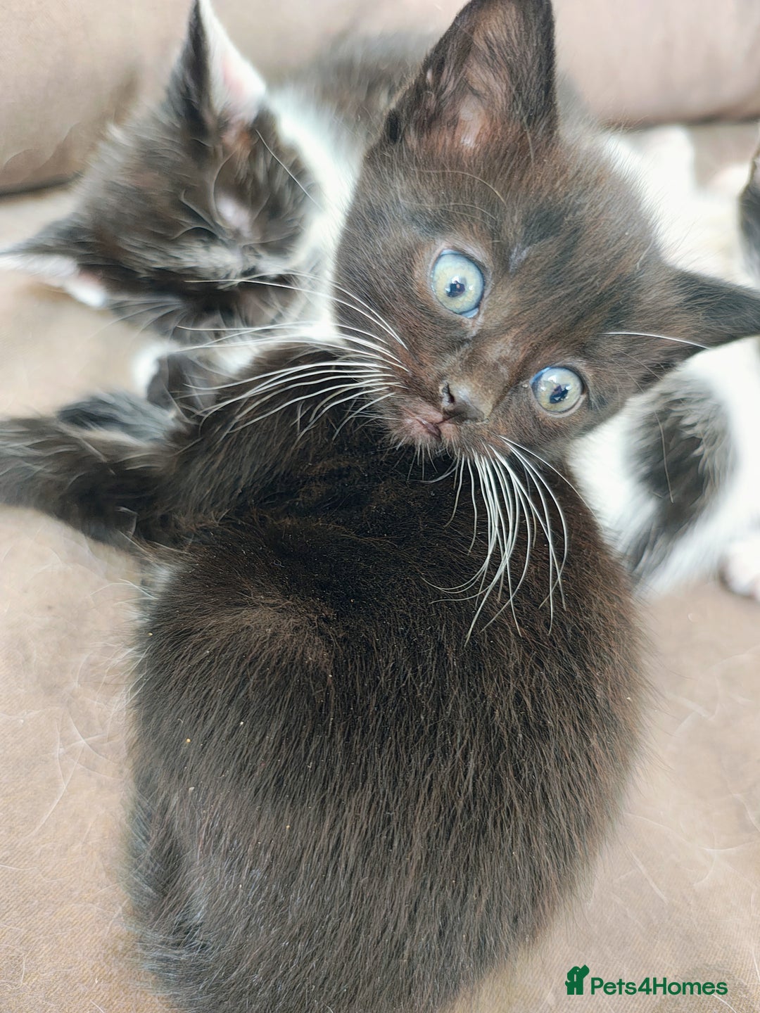 Mixed Breed cats for sale: 8 weeks old Kitten, Female - Image 15