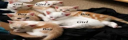 Mixed Breed cats for sale: Beautiful ginger and white kitten for sale in Bradford - Advert 1