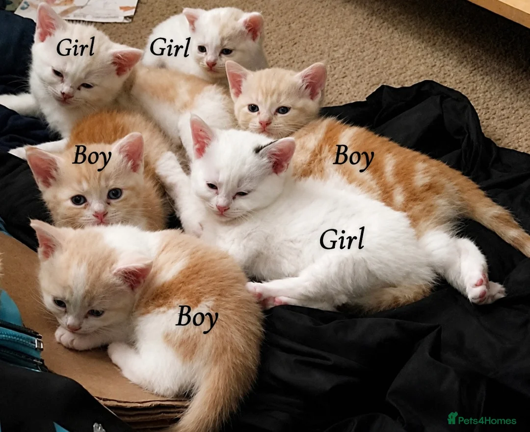 Mixed Breed cats for sale: Beautiful ginger and white kitten for sale in Bradford - Advert 1