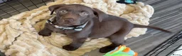 Labrador Retriever dogs for sale: Chocolate Lab - Advert 1