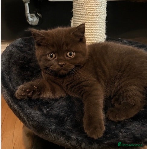 British Shorthair cats Chocolate & Cinnamon British Shorthair Kittens - Advert 1
