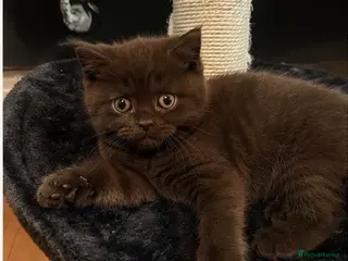 British Shorthair cats Chocolate & Cinnamon British Shorthair Kittens - Advert 1