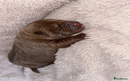 Mixed Breed dogs for sale: Chowbull pups for sale - Image 11