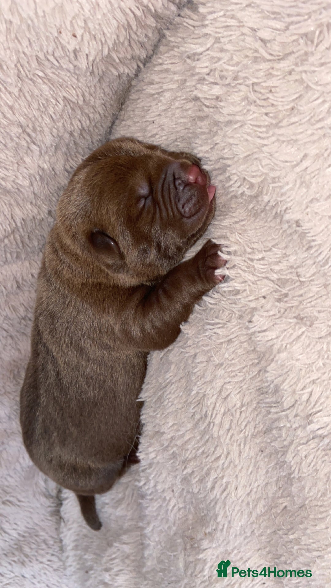 Mixed Breed dogs for sale: Chowbull pups for sale - Image 11