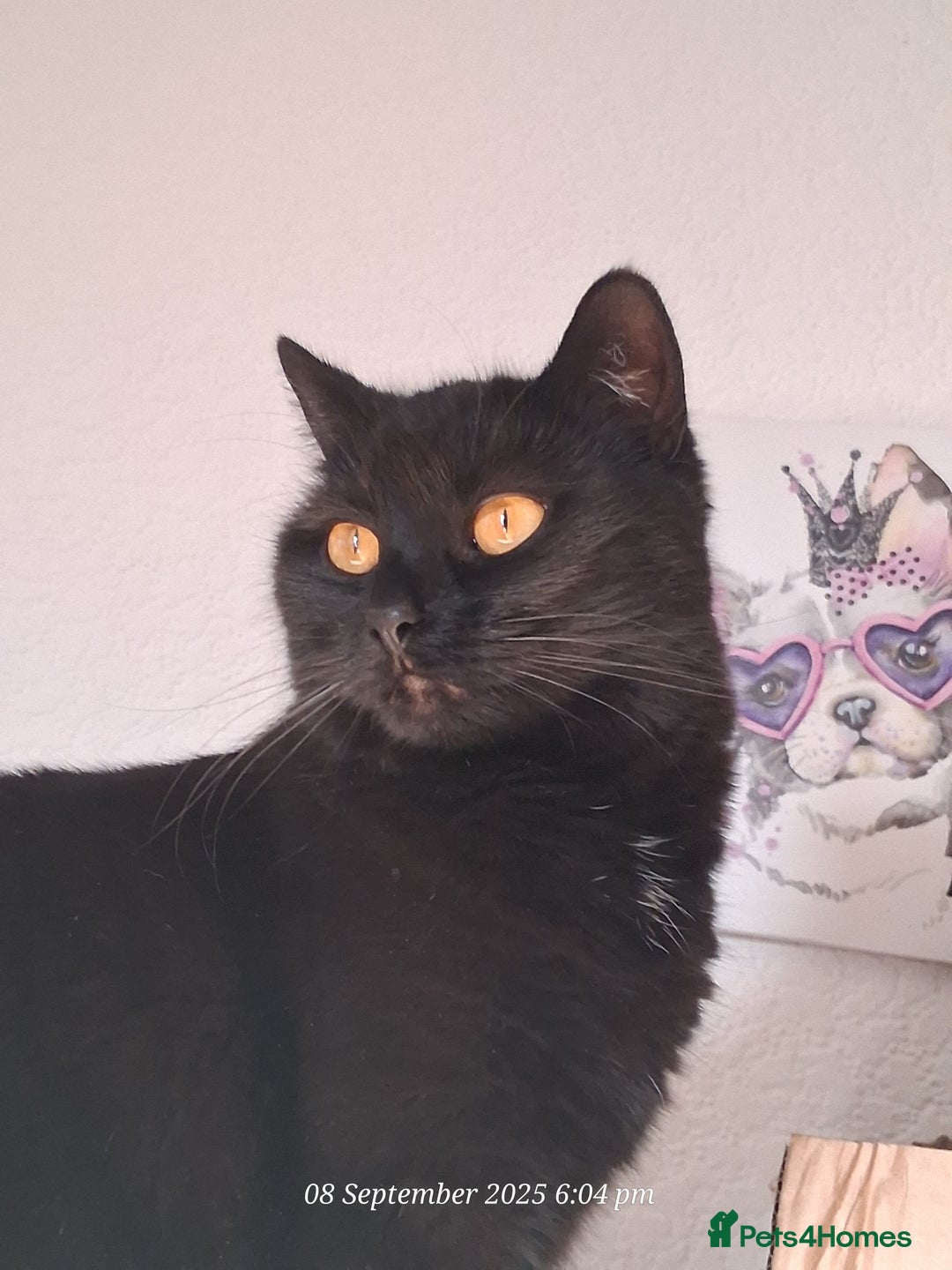 Domestic Shorthair cats for sale: 4 BLACK CATS FOR REHOME. - Advert 23