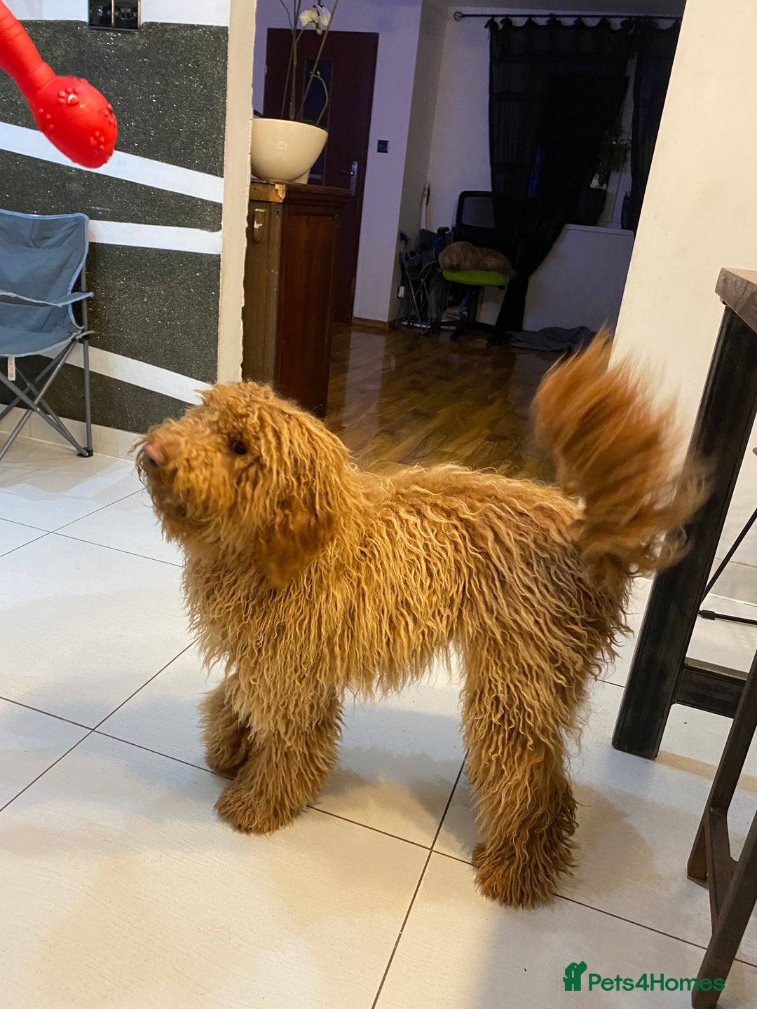 Goldendoodle dogs for sale: Australian Goldendoodel puppies  - Image 9