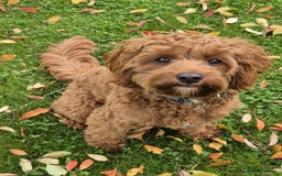 Cavapoo dogs for sale: Rare extensively health tested F1 cavapoos  - Image 39