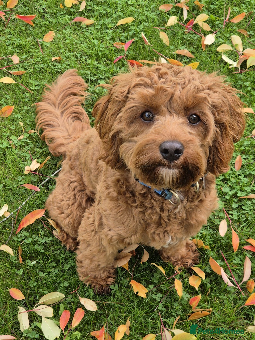 Cavapoo dogs for sale: Rare extensively health tested F1 cavapoos  - Image 39