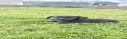 Cockerdor dogs for sale: Stunning cockerdor puppies  - Advert 5