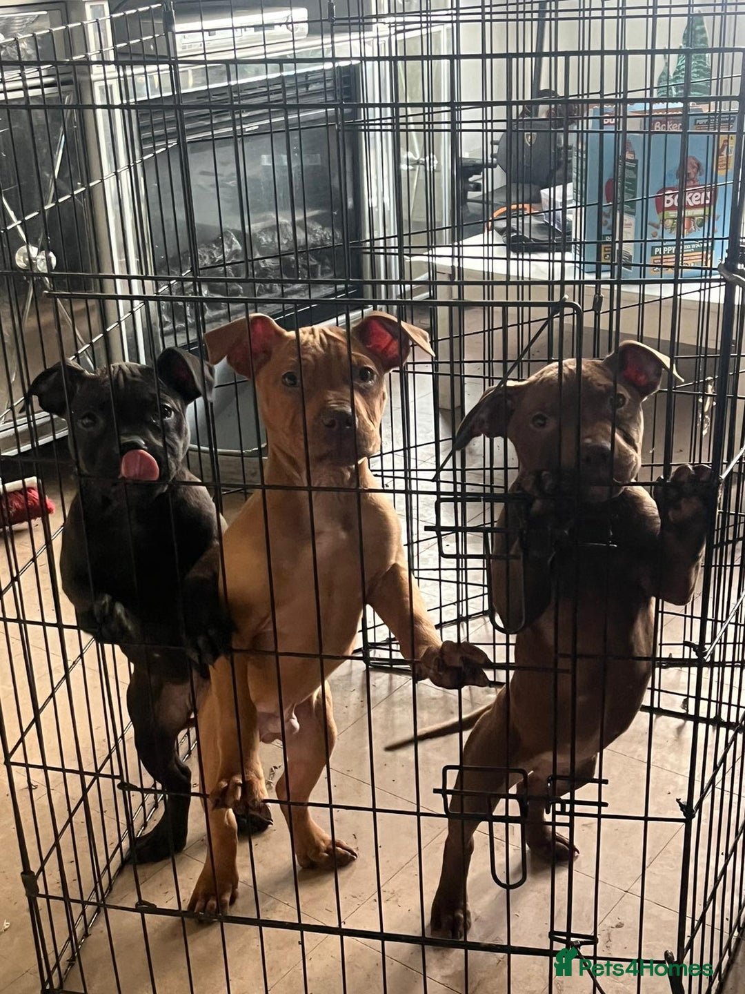 Mixed Breed dogs for sale: Pups for sale - Advert 3