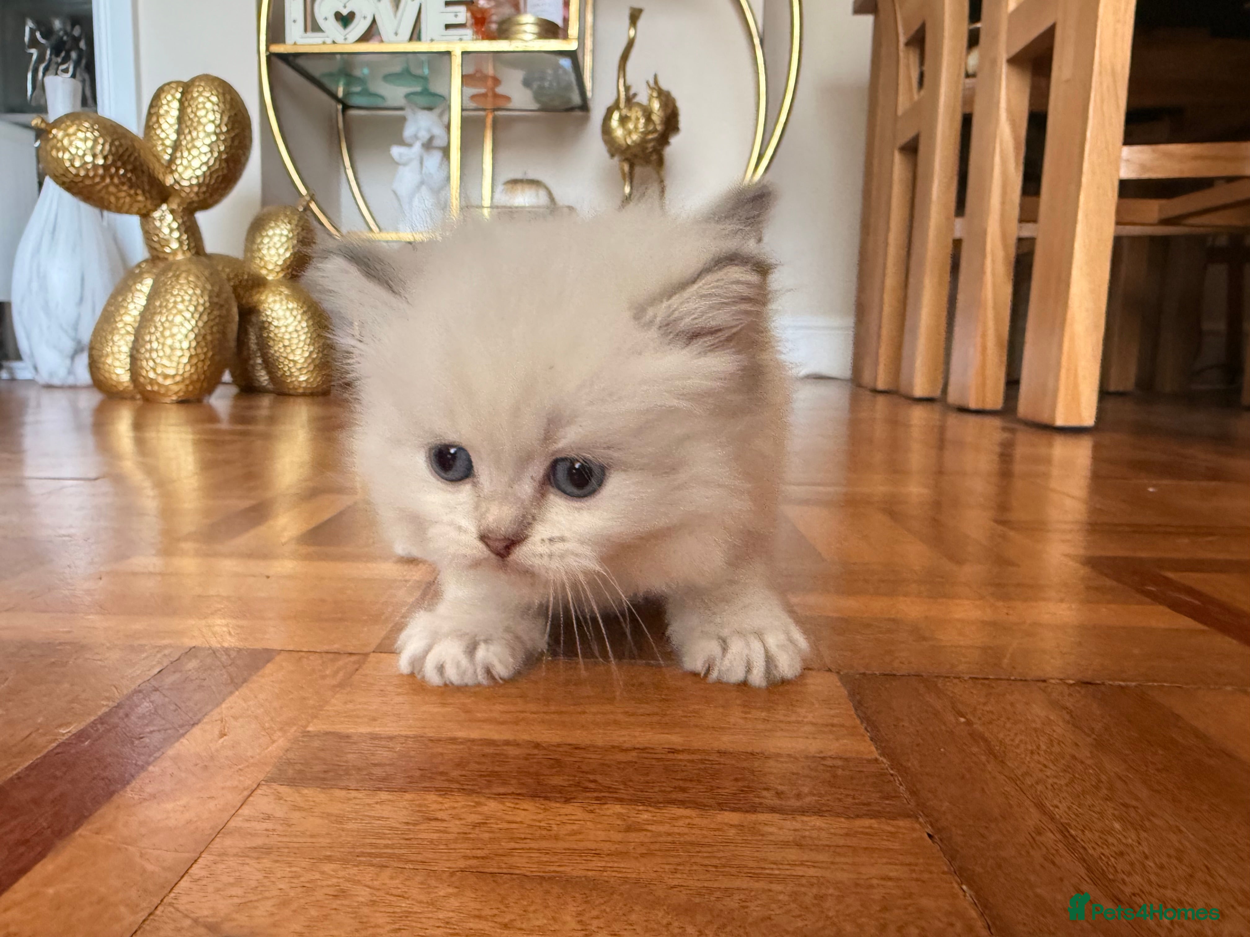 Scottish Fold cats for sale: Beautiful Rainbow litter available to reserve - Advert 30