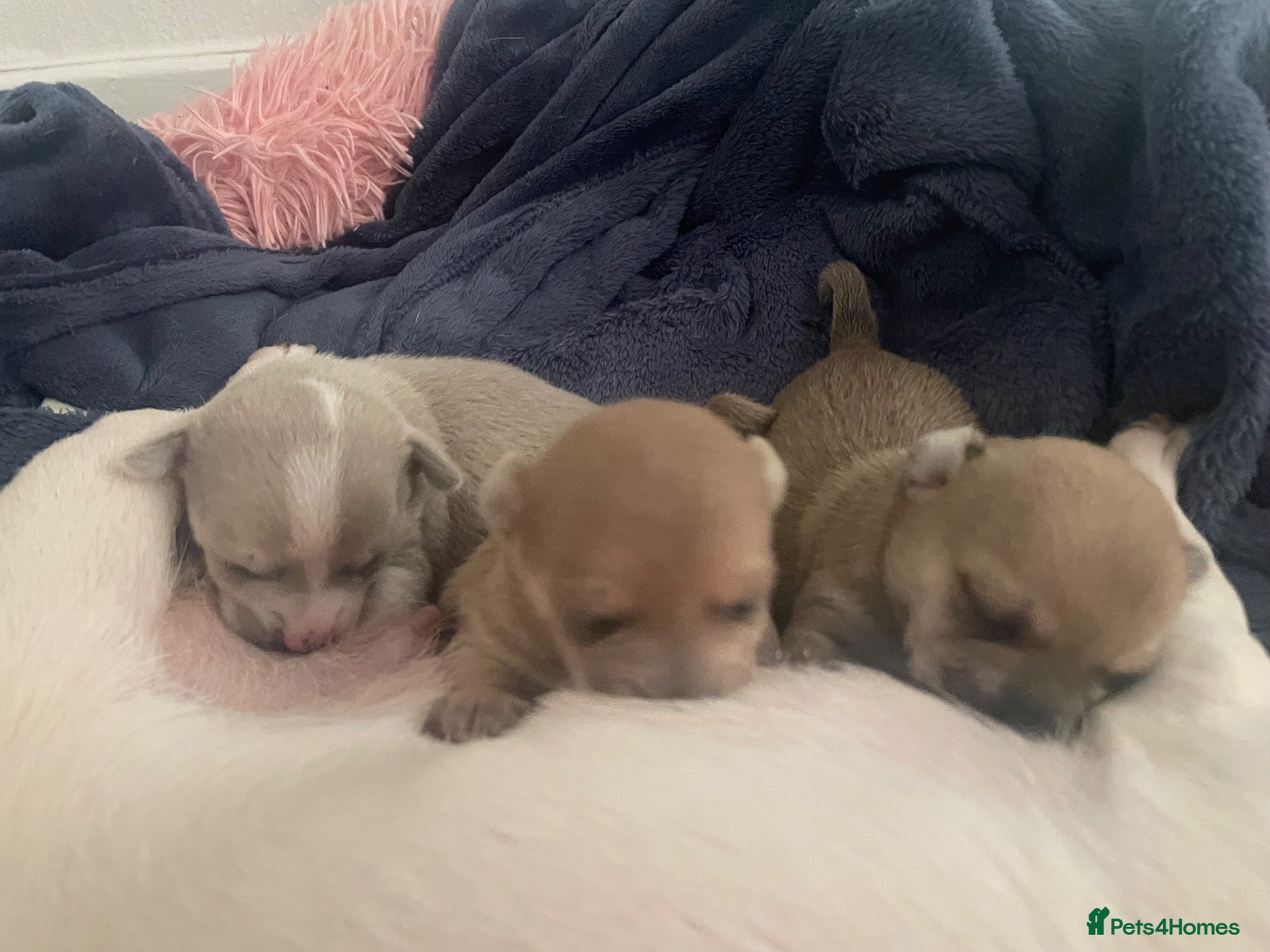 Chihuahua dogs 🌸🩵pedigree  chihuahuas 🩵🌸 - Advert 2