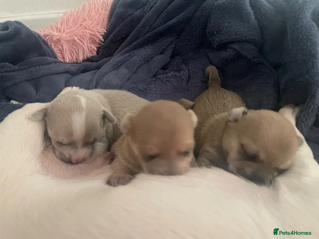 Chihuahua dogs for sale: 🌸🩵pedigree  chihuahuas 🩵🌸 - Advert 2