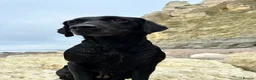 Labrador Retriever dogs for sale: KC Black Lab Male Pups  in Ottery Saint Mary - Advert 2