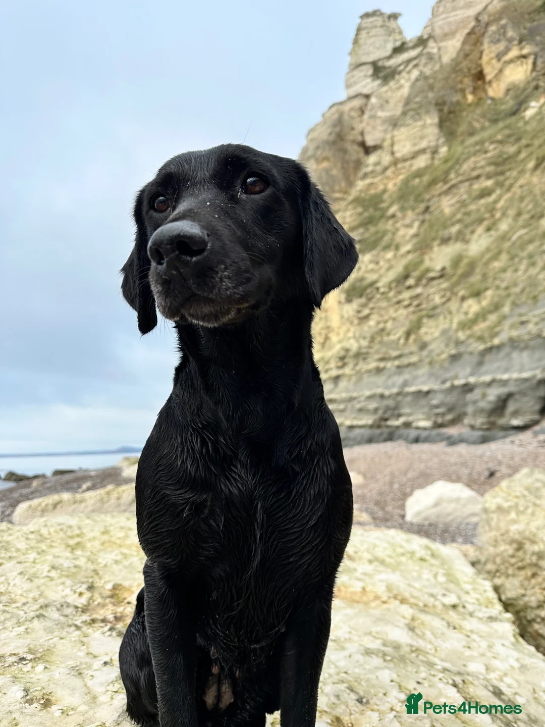 Labrador Retriever dogs for sale: KC Black Lab Male Pups  in Ottery Saint Mary - Advert 2