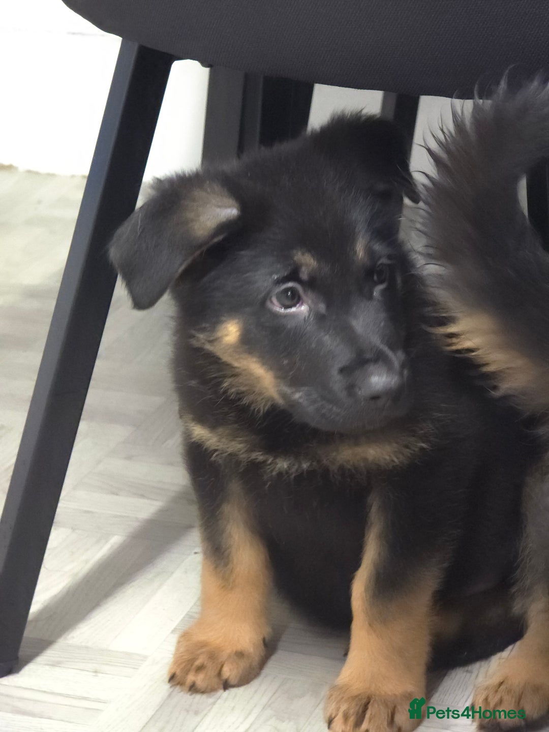 German Shepherd dogs for sale: Chunky German shepherd puppies for sale  - Advert 24