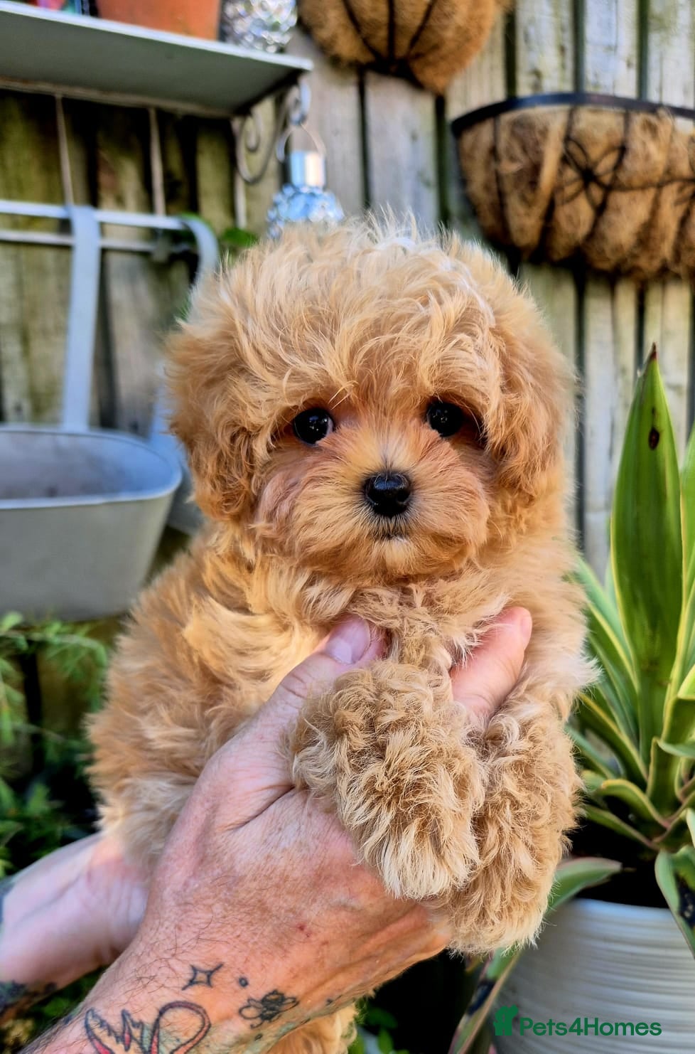 Maltipoo dogs 🐶Amazing Tiny Asian Korean Maltipoo Puppies🐶🦴  - Advert 2