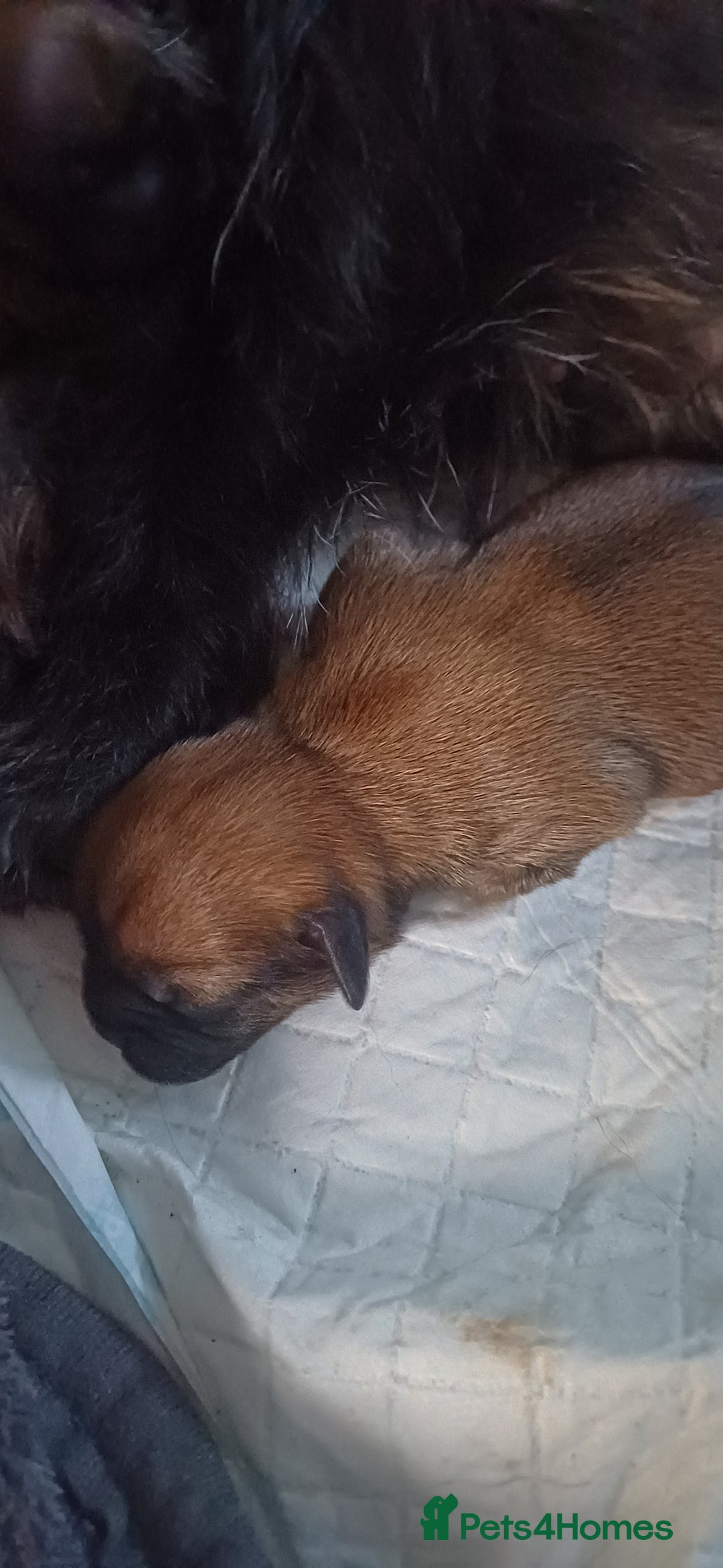 Shih Tzu dogs for sale: Beautiful colours Shihtzu puppies - Image 4