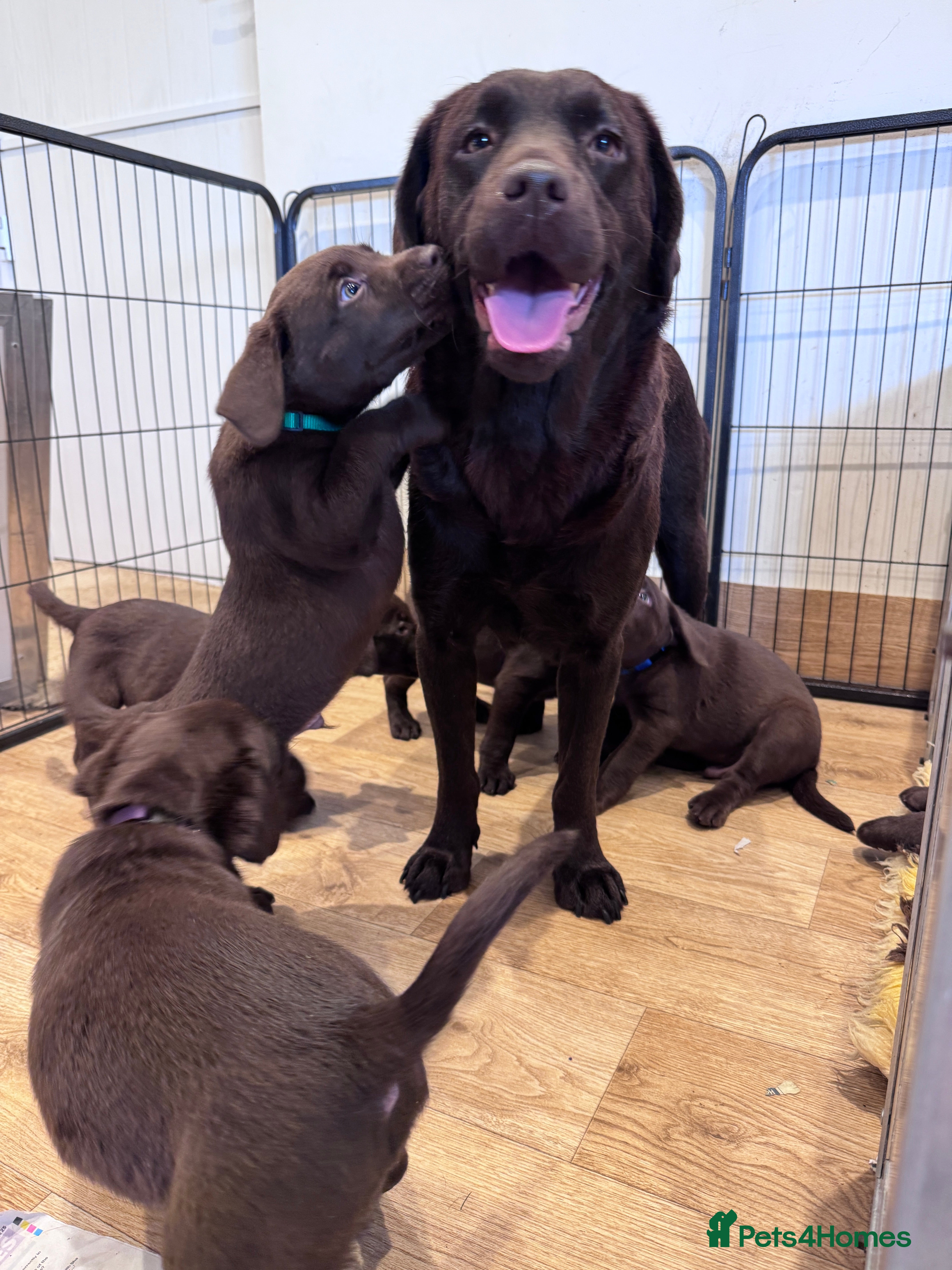 Labrador Retriever dogs Outstanding Quailty Chocolate Labrador Puppies - Advert 3