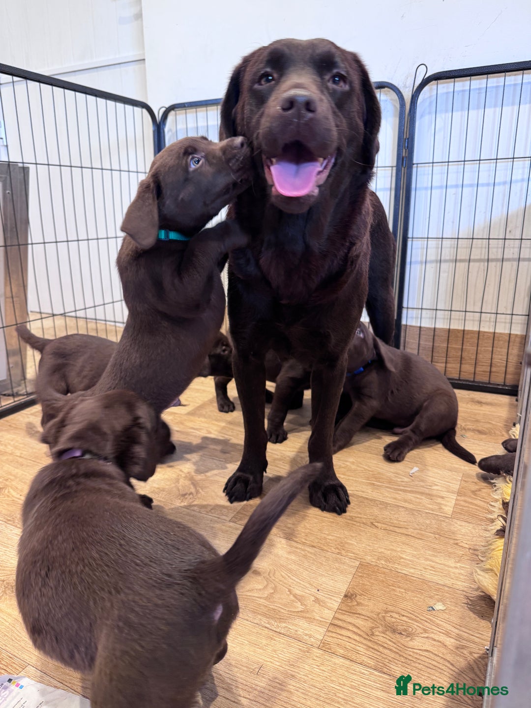 Labrador Retriever dogs for sale: Outstanding Quailty Chocolate Labrador Puppies - Advert 1