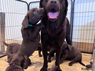 Labrador Retriever dogs Outstanding Quailty Chocolate Labrador Puppies - Advert 2
