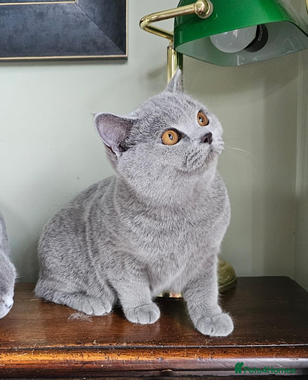 British Shorthair cats Beautiful adorable BSH blue kittens - Advert 12