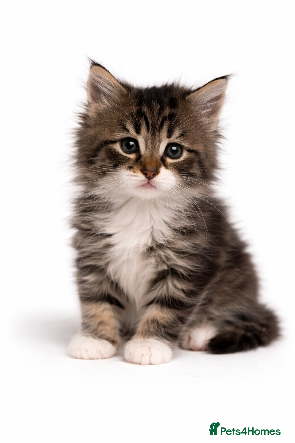Maine Coon cats Mainecoon X tabby kittens 🐈‍⬛  - Advert 1