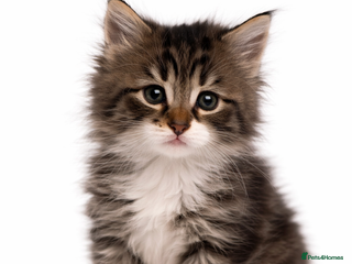 Maine Coon cats Mainecoon X tabby kittens 🐈⬛ - Advert 1