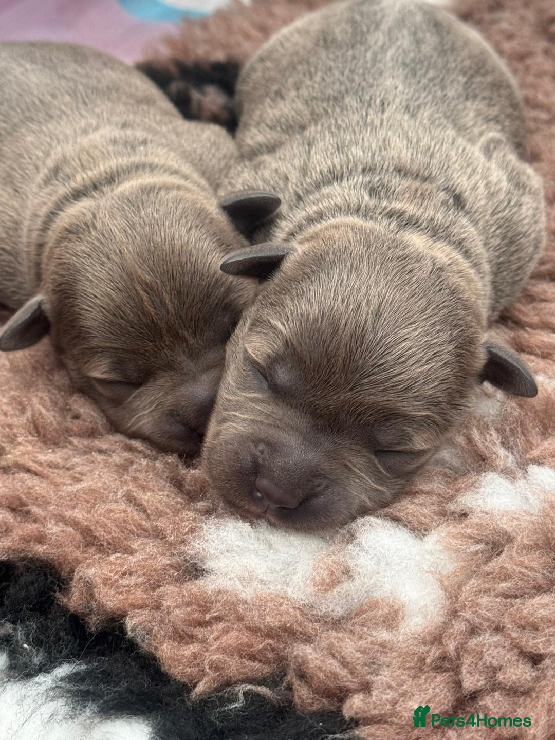 Staffordshire Bull Terrier dogs for sale: 🏆BLUE CHAMPION STAFFORDSHIRE BULL TERRIER PUPS  - Image 13