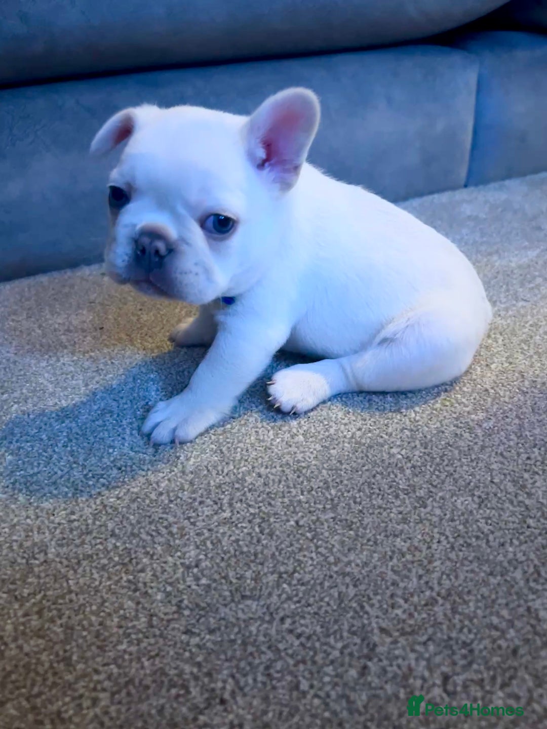 French Bulldog dogs for sale: French fries due to leave 3rd January  - Advert 16