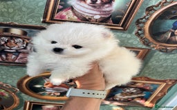Pomeranian dogs for sale: Amazing Pom puppies from Five Star breeder  - Image 11
