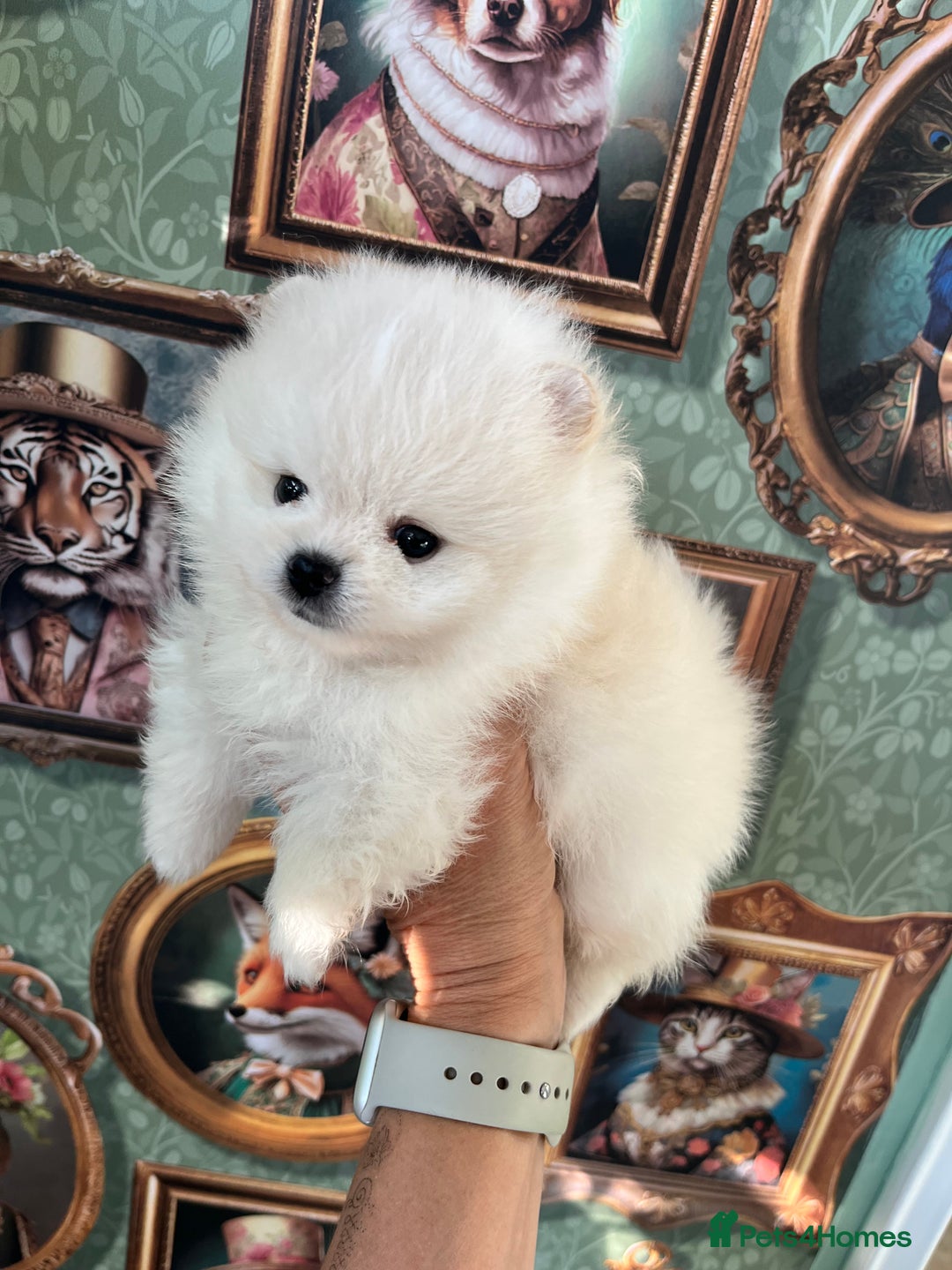 Pomeranian dogs for sale: Amazing Pom puppies from Five Star breeder  - Image 11