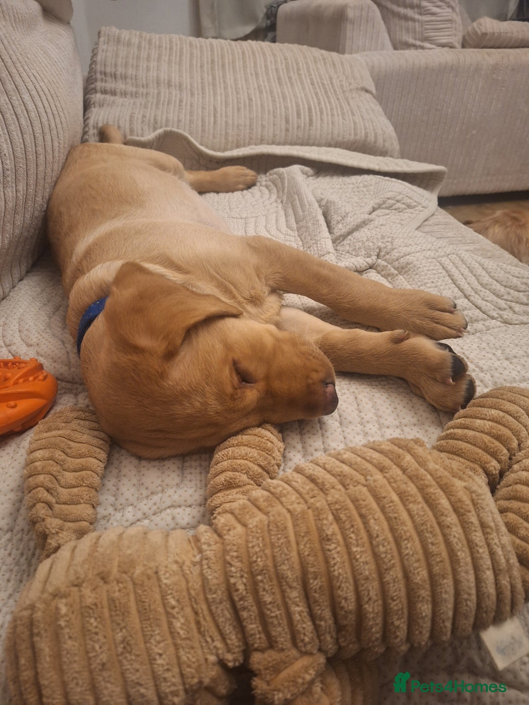 Labrador Retriever dogs for sale: 3 month old labrador  - Advert 4