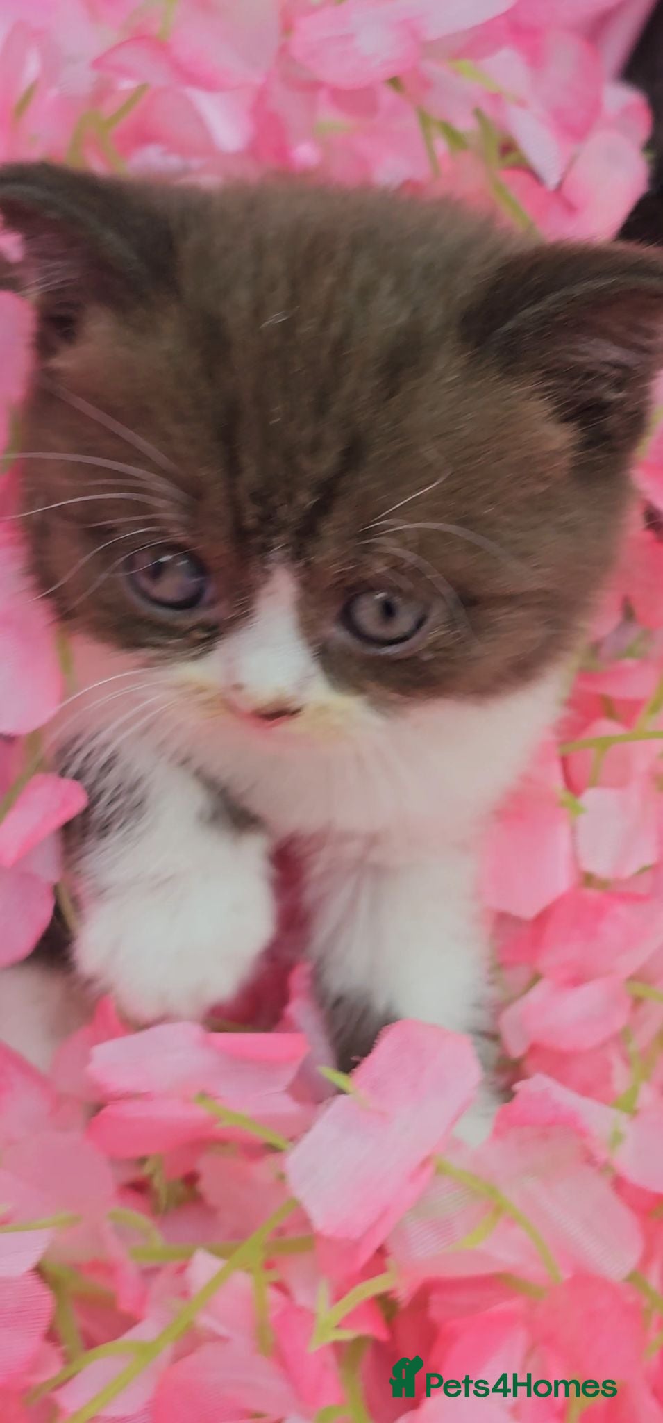 British Shorthair cats GCCF/TICA registered beautiful litter - Advert 2