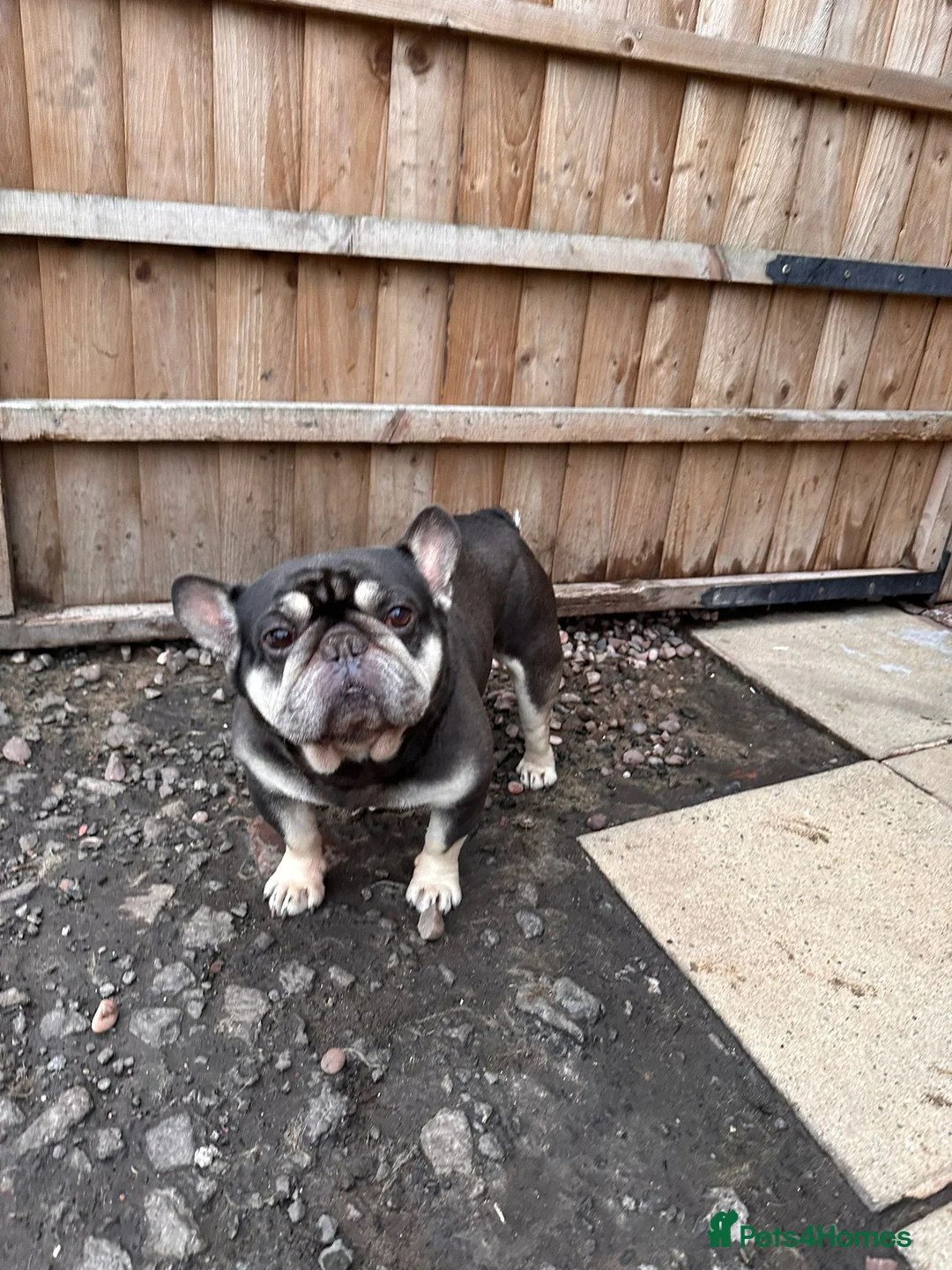 French Bulldog dogs for sale: French Bulldog - Advert 2