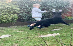 German Shepherd dogs for stud: Beautiful Black German Shepherd  in Sutton Coldfield - Image 4